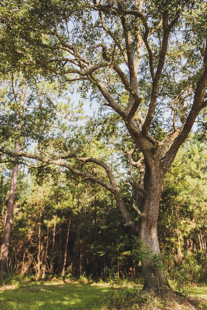 Outdoor Enthusiasts Paradise! Stunning gated 89-acre riverfront property, the ultimate retreat, breathtaking river frontage and abundant natural beauty. Whether an avid fisherman, hunter, or simply seeking tranquility, this property offers it all. 89 acres of pristine landscape, providing ample space for outdoor activities and future development. Enjoy private access to scenic Ocklocknee River, perfect for fishing, kayaking, and peaceful riverfront views. Ideal for fishing, hunting, hiking and exploring wildlife in their natural habitat. Two additional ponds, (one with additional elevated well is perfect for home or campsite) and open pastures, perfect for horses! A peaceful haven away from the hustle and bustle, but close and convenient for shopping, dining and cultural experiences of Downtown Thomasville, offering the perfect blend of serenity and adventure. Cozy stilted cabin atop a bluff which includes 1,068SqFt, 2 bedrooms 1 bath, features enormous open living space with kitchen dining and family room all focused on remarkable river views. Complete with wrap around deck, and parking underneath. Don't miss the unique opportunity to own a piece of paradise! Contact us today for more details and to schedule a tour.