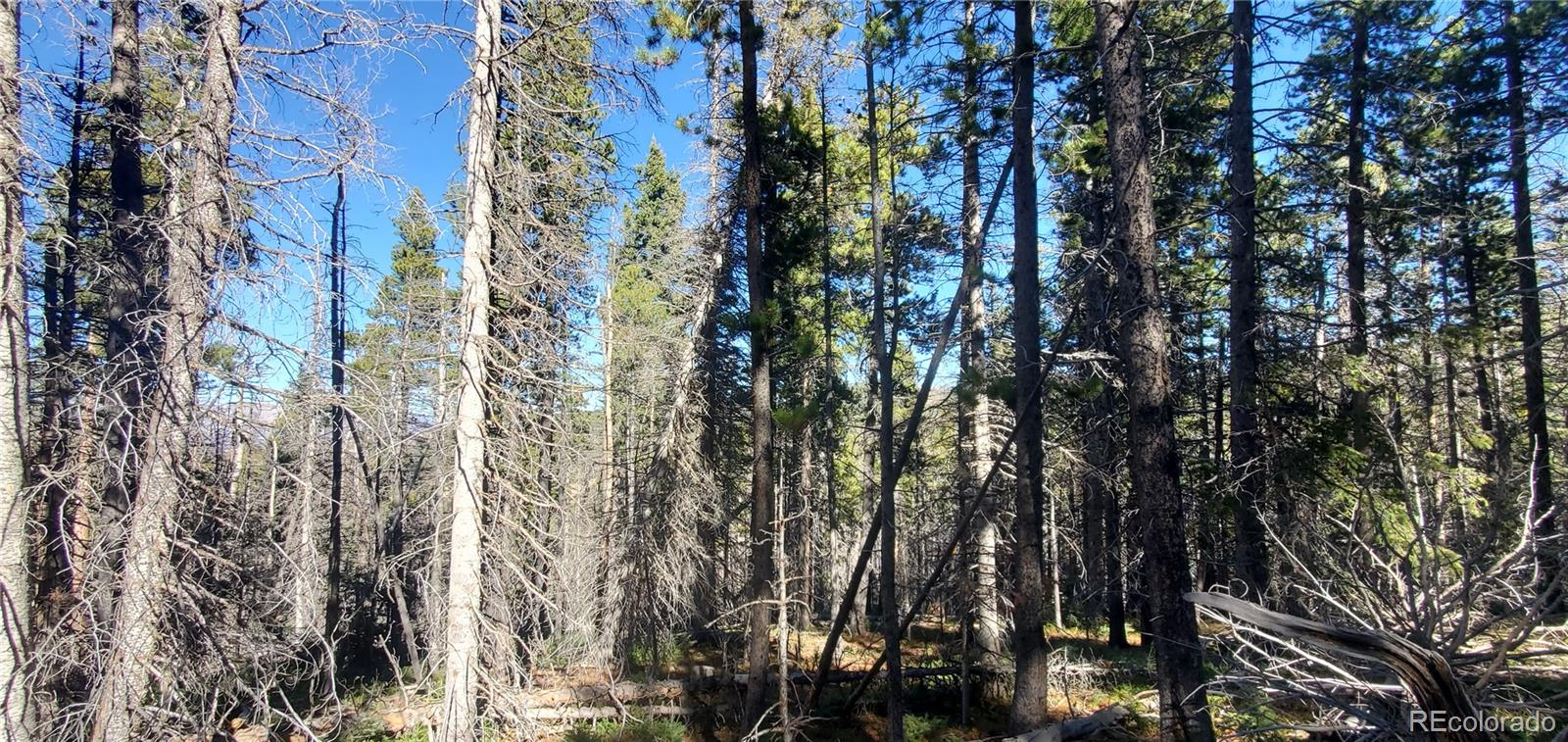 Lot 2999 & 2998 Drexler Place