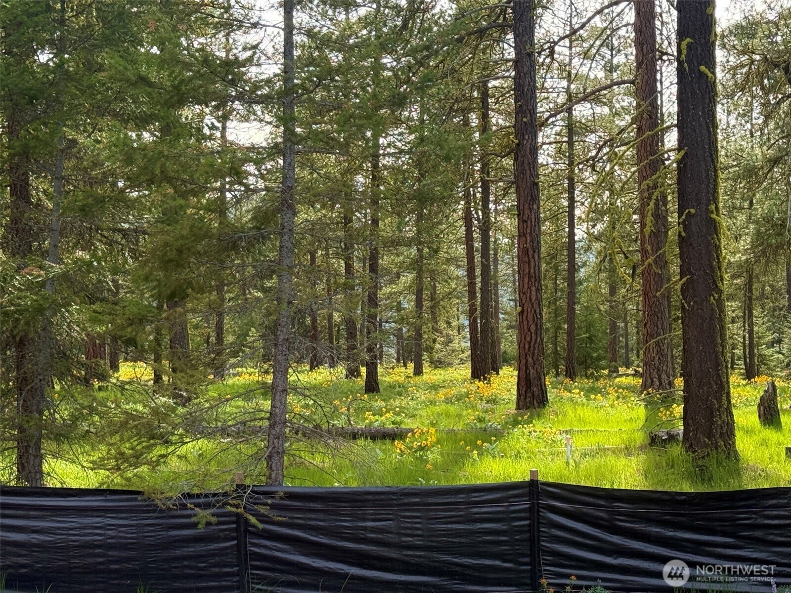 Rear yard view - 3 acre Uplands Meadow
