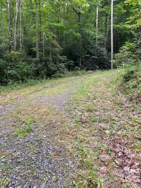 Lot 3 Fiddle Fern Loop