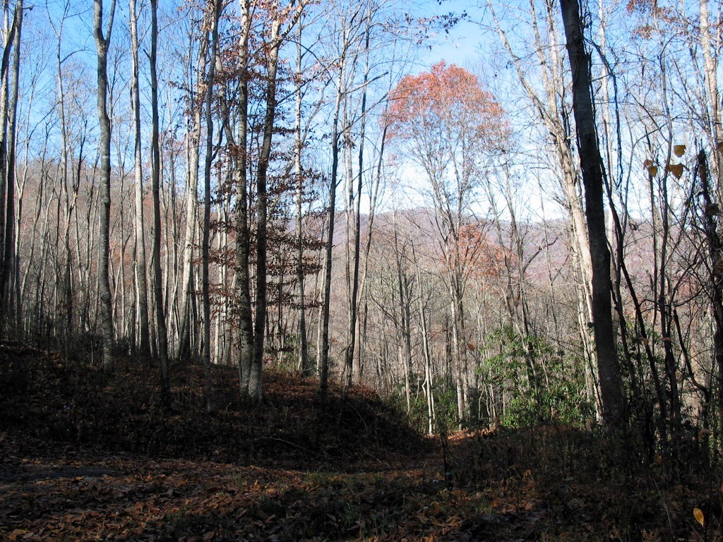 Fiddle Fern Loop