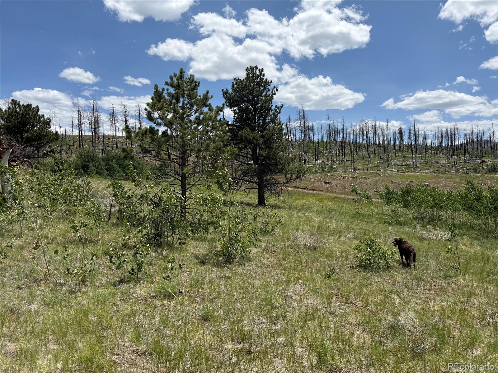 Lot 1103 Emery Loop
