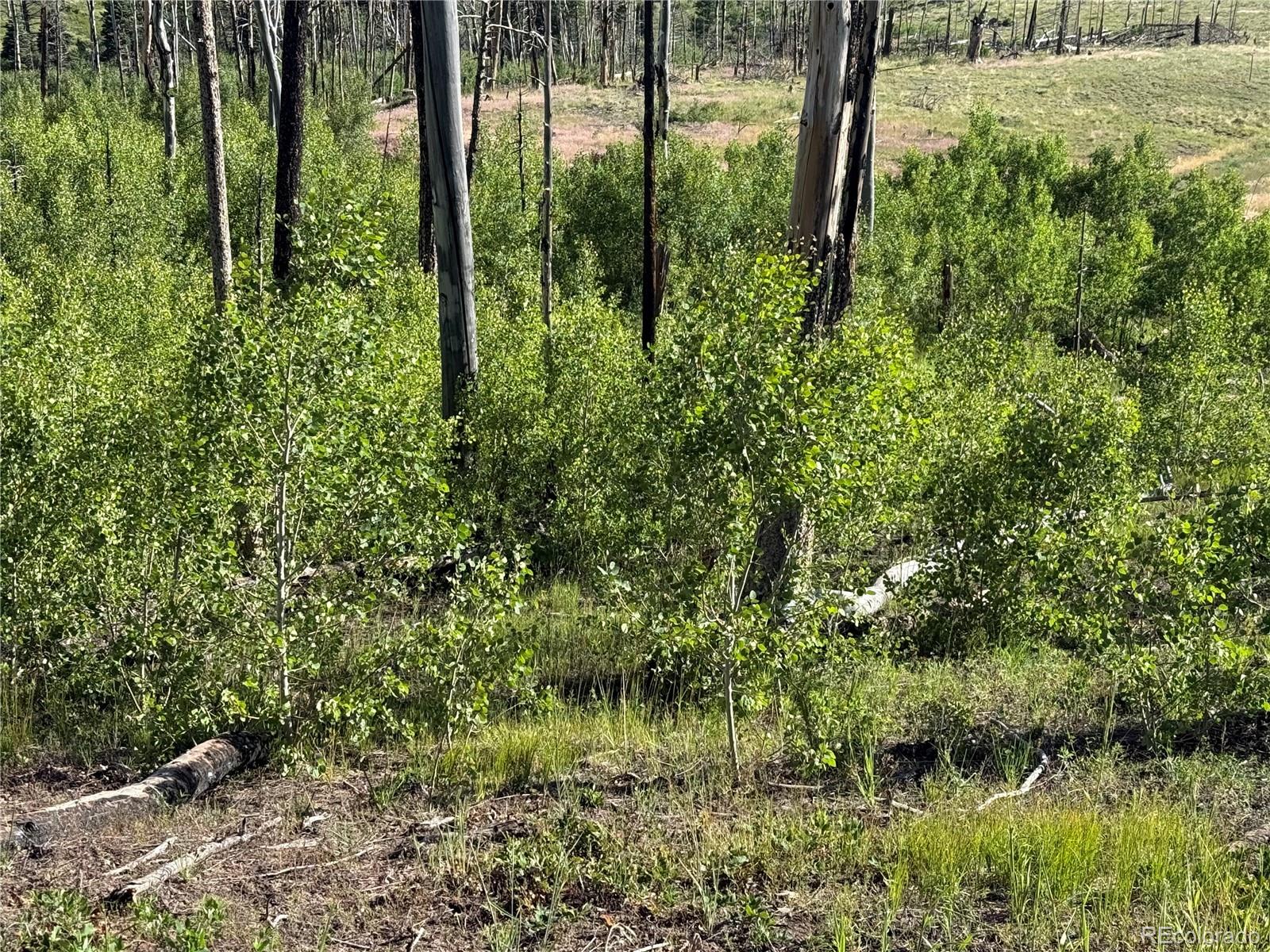 Lot 775 Forbes Park Road