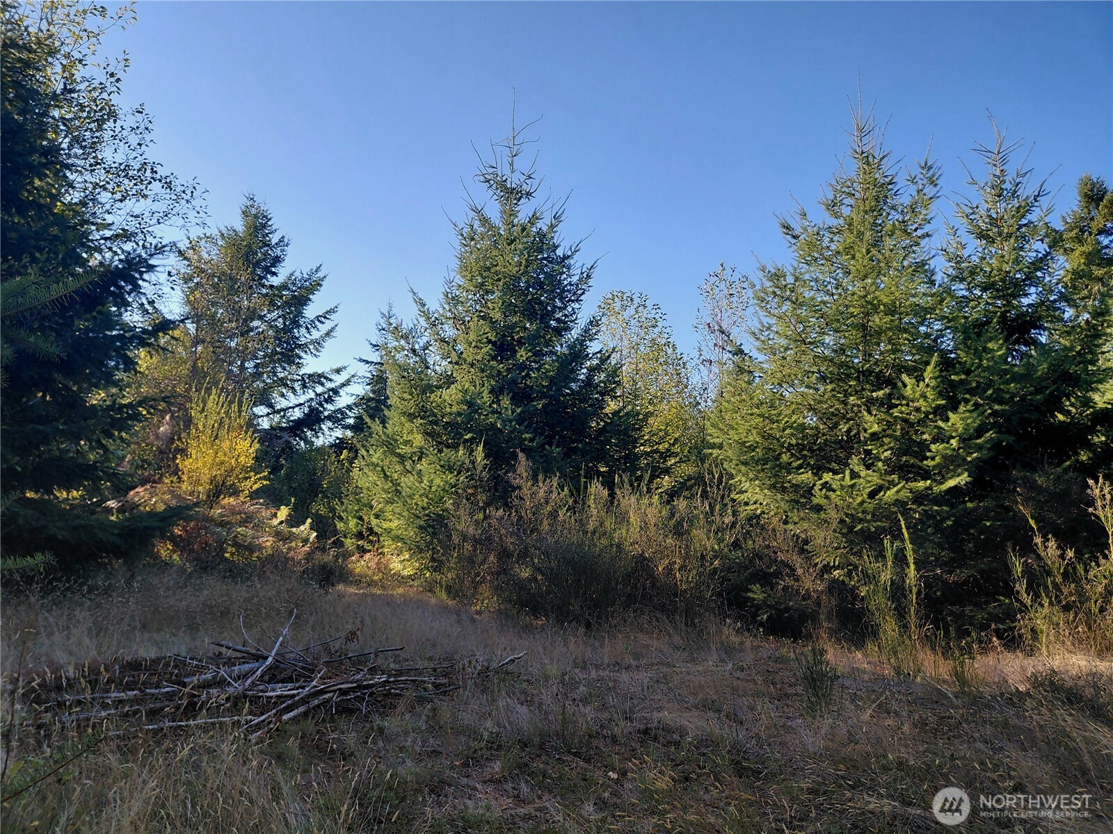 Tucked at the top of a private road, this 5.76 acre property offers quiet seclusion and a great head start for your dream build. The level homesite sits on a private plateau surrounded by evergreens with no neighbors in sight. Septic is installed and approved for a 3 bedroom home, the well is drilled, and power is available nearby. Big ticket items are already done!There's room to add a shop, ADU, or camp area. The property was selectively logged over 20 years ago and still has healthy timber growth. Territorial views are visible with potential for more. Close to Gifford Pinchot National Forest, Mt. St. Helens, and Mt. Adams. A peaceful setting and solid investment for anyone planning a future home in the mountains.