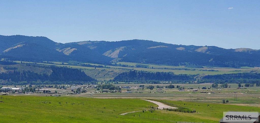 TBD Blue Grouse