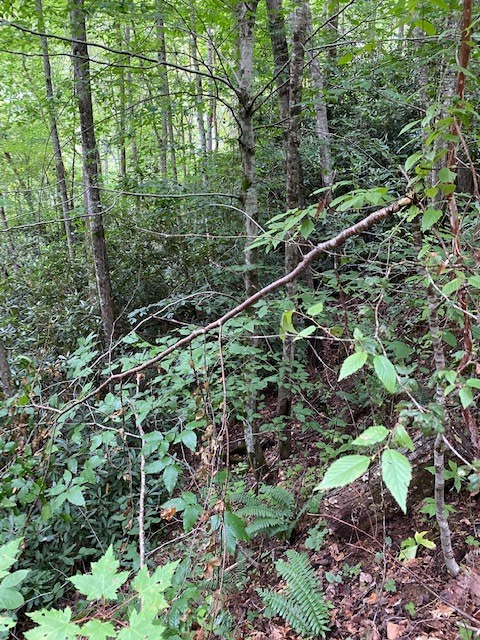 Fiddle Fern Loop