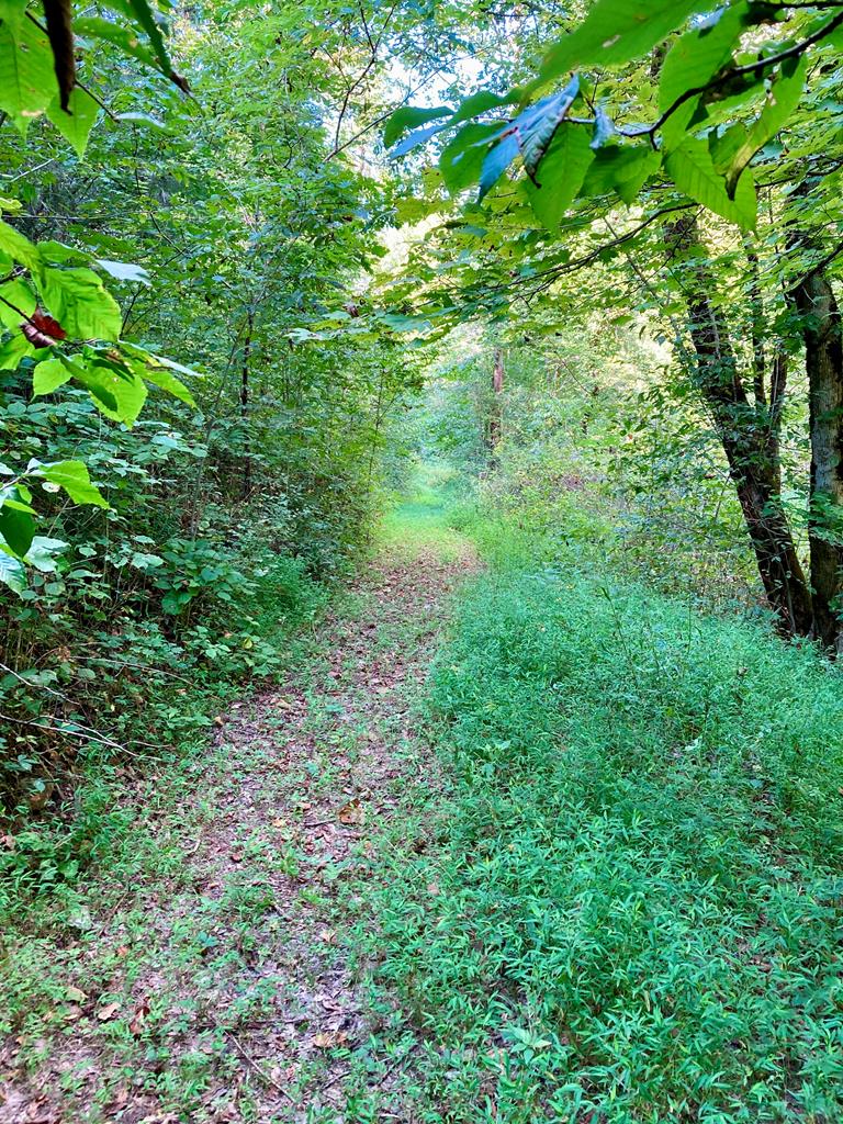 392 Possum Hollow Rd