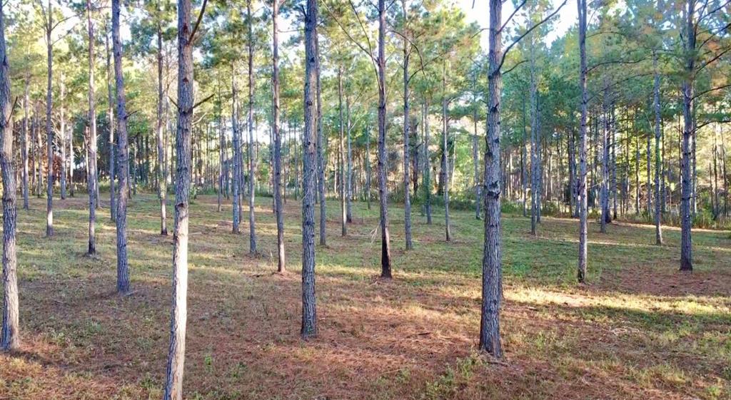 **Please do not enter the property without being accompanied by a licensed real estate agent.** Just in time for hunting season or to build the perfect oasis! Discover 12 acres of versatile countryside located between Cairo and Whigham on the Corner of Collins and Vereen Bell Road but just a 2-mile drive to downtown Cairo, and a short drive to Tired Creek Lake, making it ideal for both hunters and outdoor enthusiasts. Plus, you're only about 40 minutes from Tallahassee Regional Airport, offering the perfect blend of rural tranquility and everyday convenience.  The land has been recently mulched, making it ready for your vision—whether you're dreaming of a private homesite, recreational retreat, or future investment opportunity. With room to create your own layout, envision possibilities like a picturesque pond site or leave it as an oak bottom - perfect for attracting wildlife or creating a quiet retreat spot. Natural gas is available, providing a desirable utility advantage for future development. Whether you're seeking space for your forever home, weekend hunting getaway, or a peaceful slice of Southwest Georgia to enjoy at your own pace—this property offers a blank canvas in a convenient location.