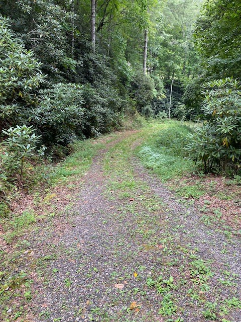Fiddle Fern Loop