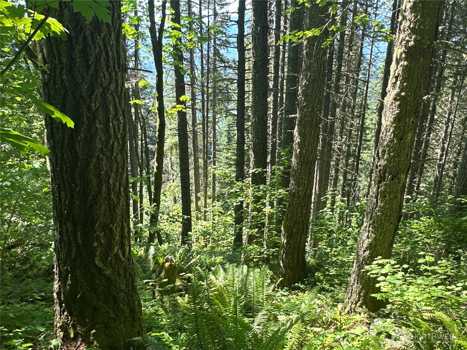 The Kiona property is a privately owned 58.16 (m/l) acre timber property just four miles west of Randle, WA. It is loaded with 71 and 40 year old timber and close to strong markets. It also is a great recreation tract not far from Mt. Rainier and other popular hiking and camping destinations. The estimated 1,773 MBF on 56.3 Net Acres is merchantable and ready to harvest now.    Close to strong export & domestic log markets. There is a rocked access road starting at the highway and heading northwest across through the subject parcel, then across the neighboring parcel, then back on the subject property at the top.     THIS IS A SEALED-BID AUCTION WITH BIDS DUE OCTOBER 16 AT 3:00 PM PST. RESERVE PRICE SET AT $782,000. MUST SIGN ENTRY PERMIT