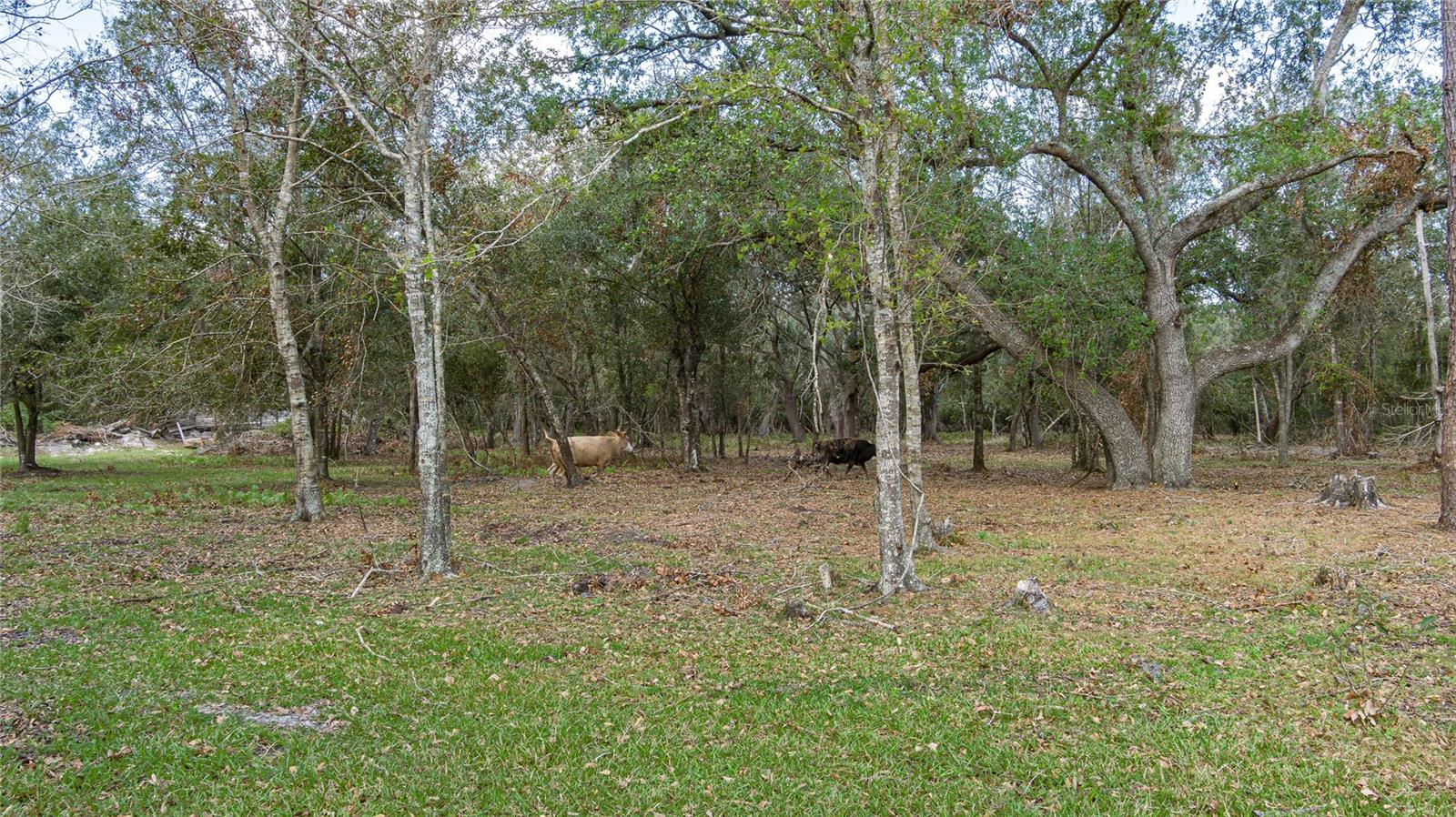 7308 Cloud Nine Ranch