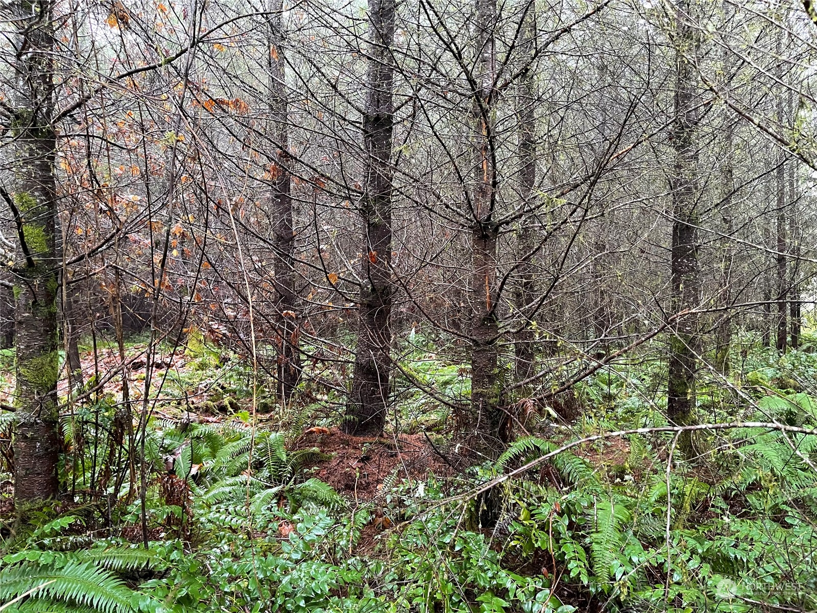 Approximately 117 acres, east of Centralia and north of Onalaska!  Entire west side borders a paved, county road with power and phone. Entire east side borders a creek.  Mostly level ground with slope down to creek. About 53 acres in 20 year old Douglas Fir. Another 53+/- acres in 26 year old Douglas Fir.  Incredible forested recreational retreat opportunity with development potential!  Closing is subject to completion of segregation. Buyer to verify all information to own satisfaction.