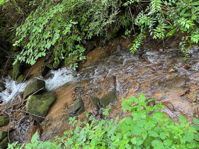 Fiddle Fern Loop
