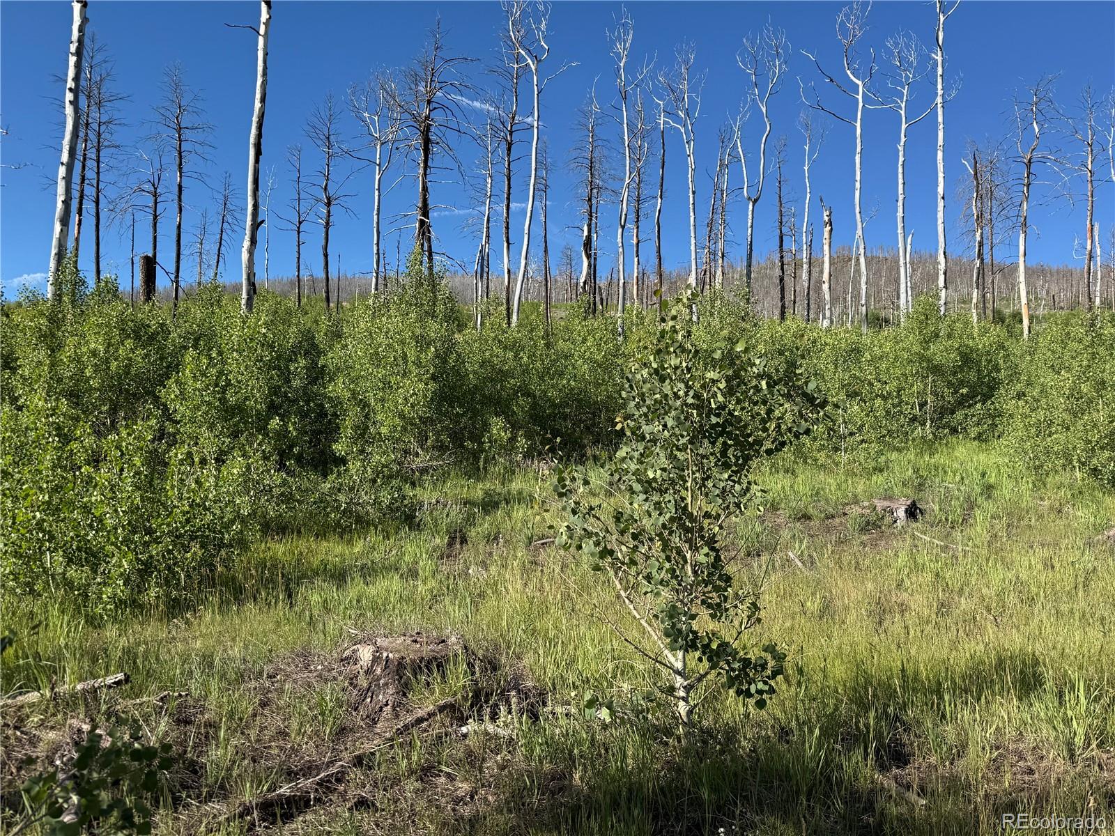 Lot 775 Forbes Park Road