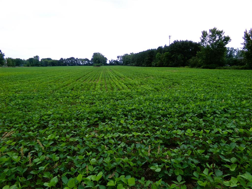 15.28 acres of beautiful farmland just outside of the Freeland business district and only 1/4 of a mile from the Sports Complex! Property is located on Garfield Rd, just south of Kochville Rd on the east side of the road. City water, city sewer and storm drains are already on the parcel, along with over 1400' of drain tile installed in the field. Crops are property of the farmer that has the lease, farmer will harvest fall of 2025. Lease is only for the 2025 season.