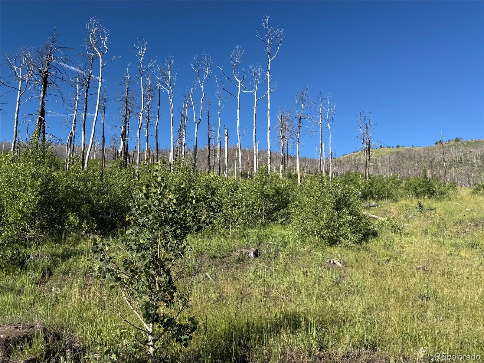 Lot 775 Forbes Park Road