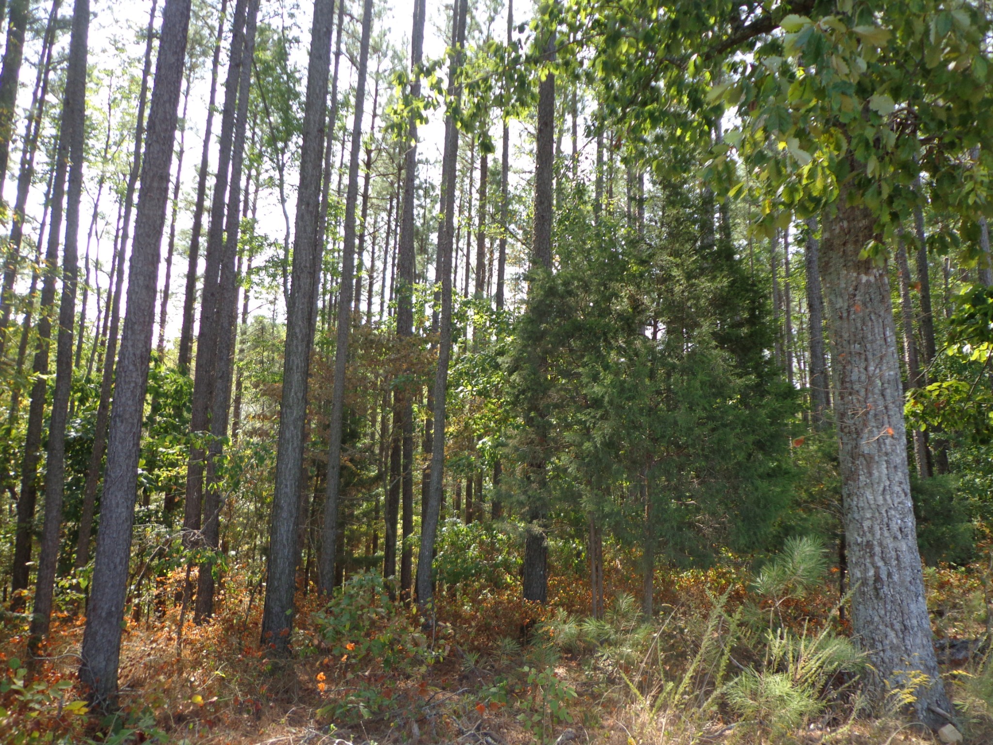 0 Tennessee Ridge Road