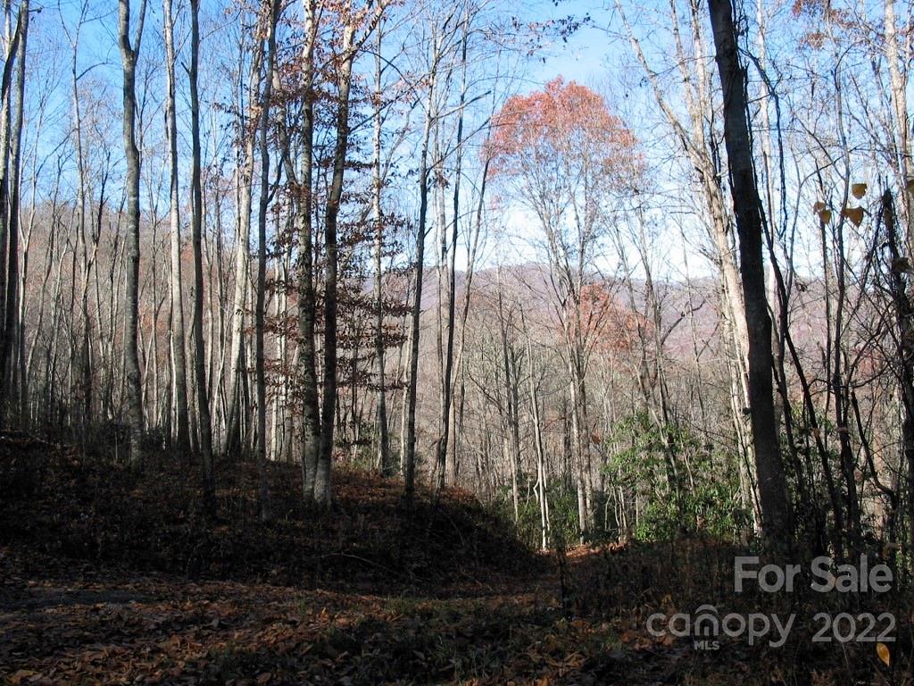 Lot 3 Fiddle Fern Loop
