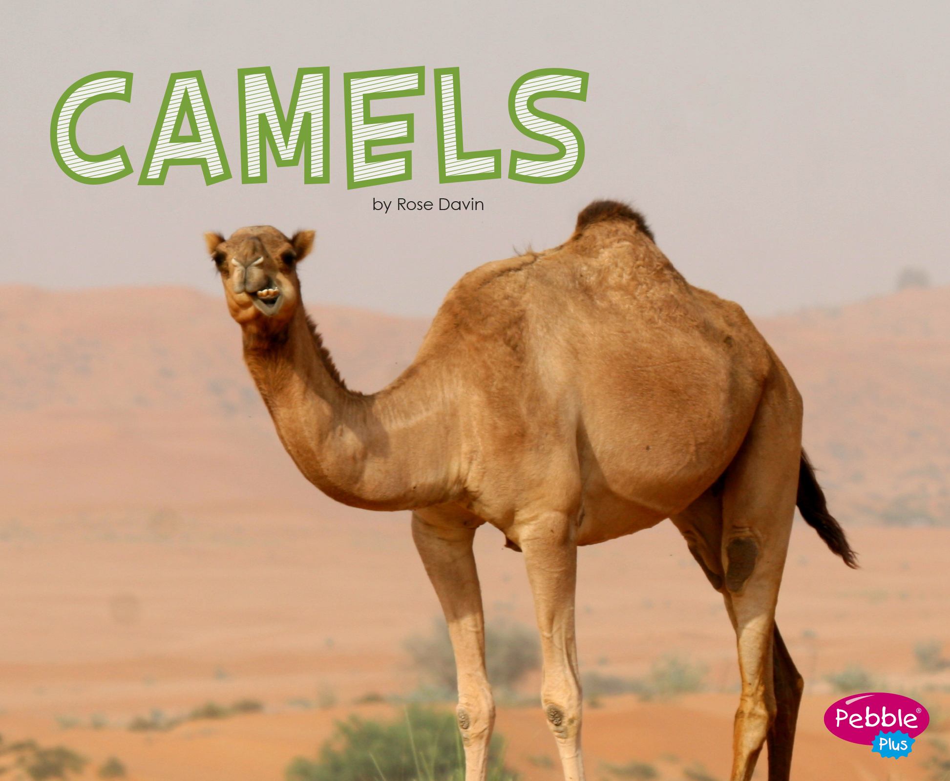 Camel live. Кэмел розы фото. camels live in the desert. camel rose ecuador.