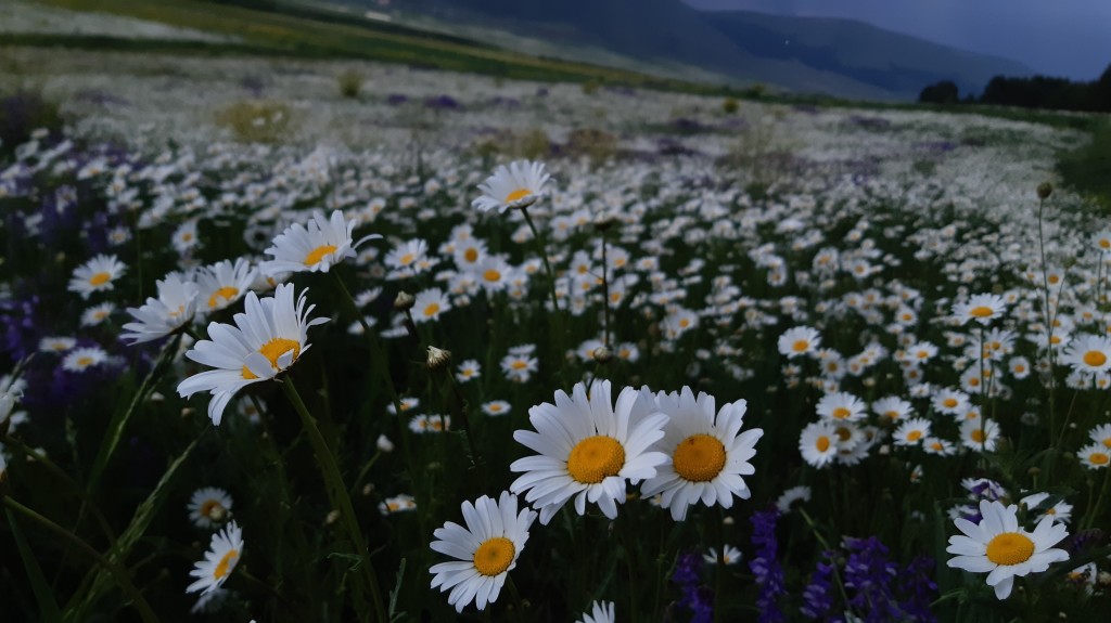 Լուսանկարը` Անի Ավետիսյանի