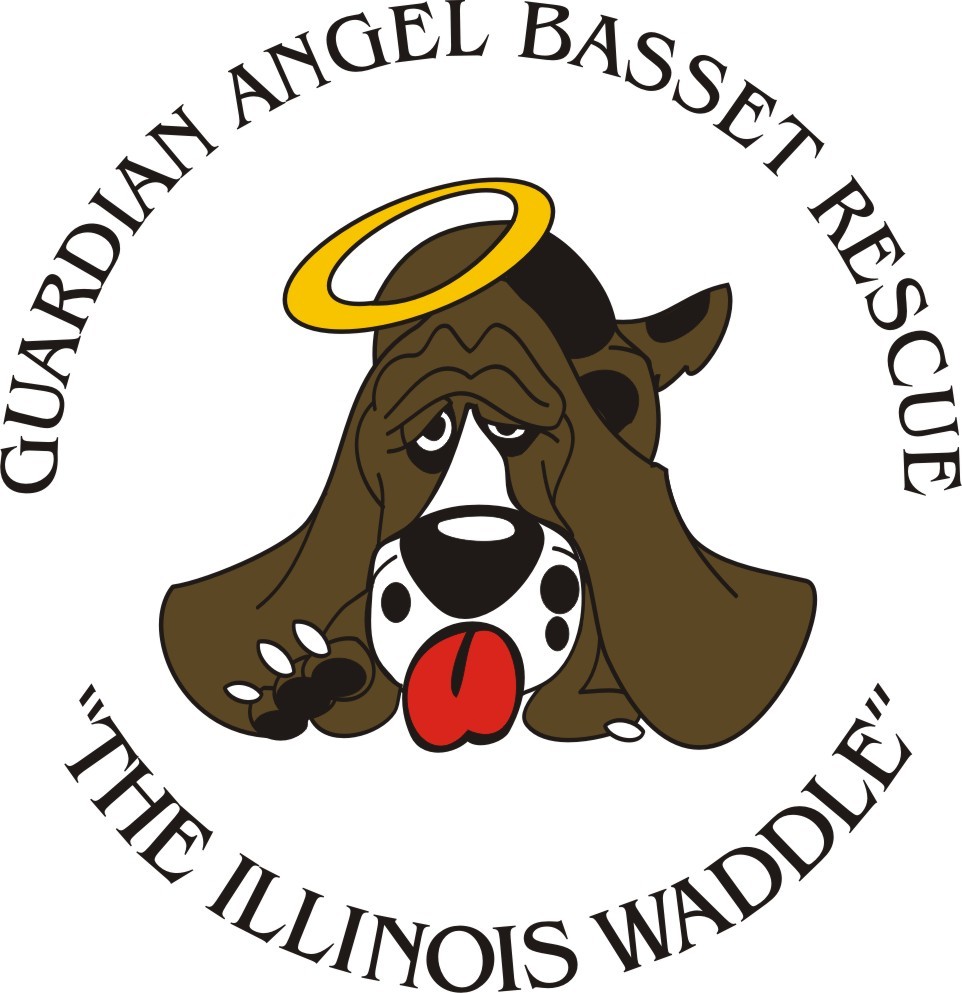 guardian angel basset