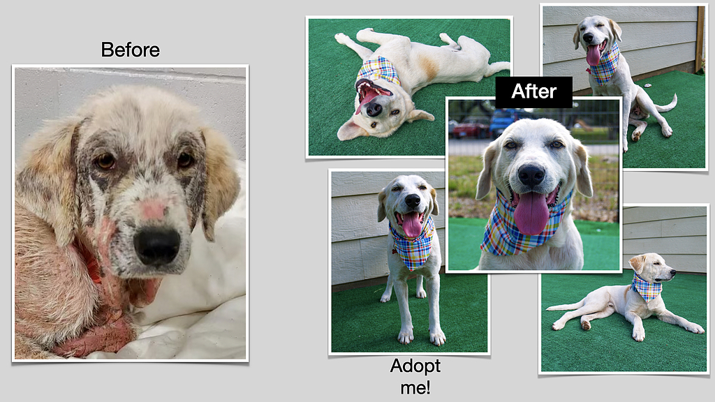 Highland Lakes Canine Rescue