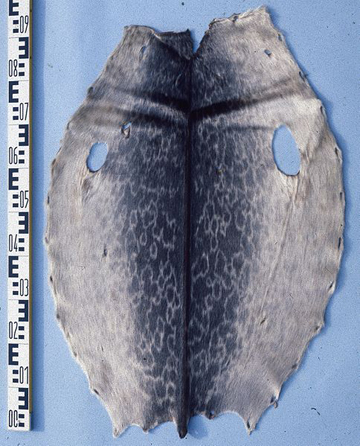 Ringed seal hides have been used by indigenous people for millennia as clothing. Photo by: Mickey Bohnacker.