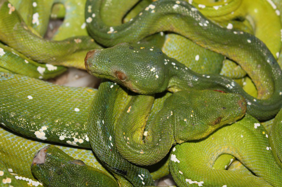 Illegally traded green pythons (Morelia viridis) in the black market pet trade. Photo courtesy of Jessica Lyons.