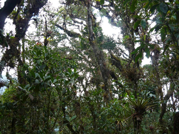 Cloud forest in the Tabaconas-Namballe National Sanctuary Photo by: Gerardo Ceballos.