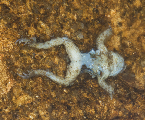 Individual common midwife toad found dead in a pond in Serra da Estrela Natural Park in Portugal. Photo by: Gonçalo M. Rosa.