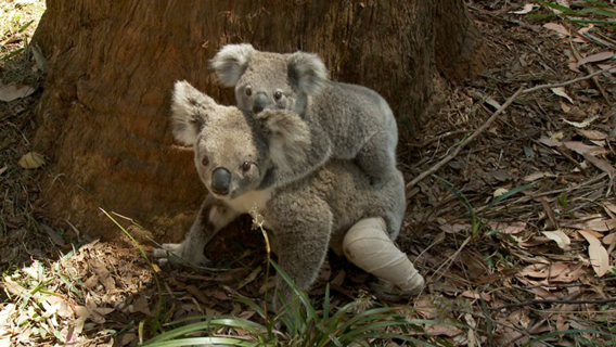 Cute koalas have become 'urban refugees