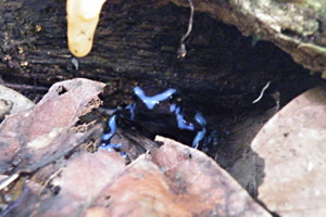 The Critically Endangerd Tabasara rain frog (Craugastor tabasarae). Photo courtesy of Robin Oisín Llewellyn.