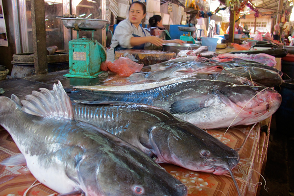 https://s3.amazonaws.com/mongabay-images/13/0423.8242078821_ab9ec5d007_h.fishmarket.600.jpg?utm_source=chatgpt.com