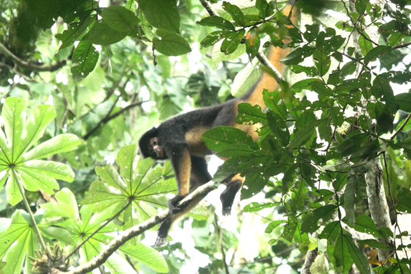 White-fronted spider monkey (Ateles belzebuth). Photo by: Shachar Alterman.