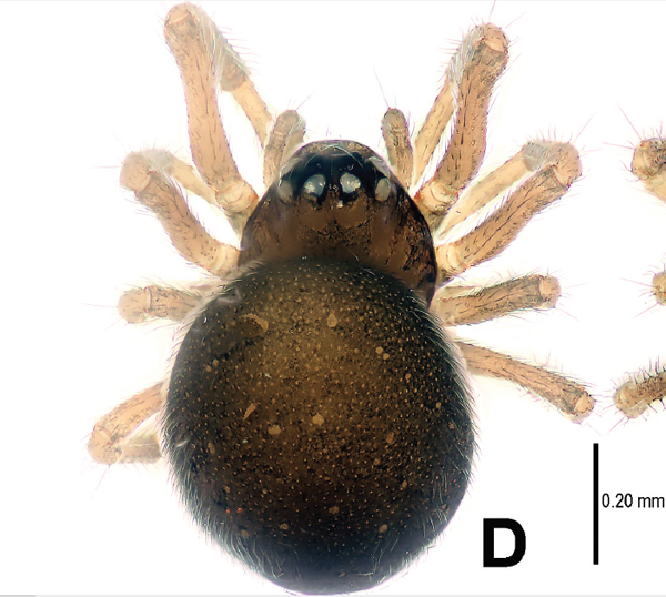 Another view of the female Mysmena wawuensis.  Photo by: Lin et al.