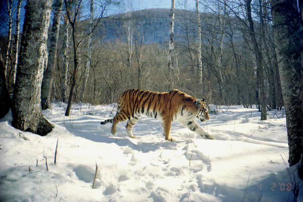Siberian Tiger Amur Tiger Facts Pictures Habitat