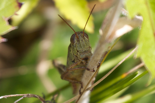 The generalist grasshopper herbivore Melanoplus femurrubrum common in grasslands. Photo by: Dror Hawlena.