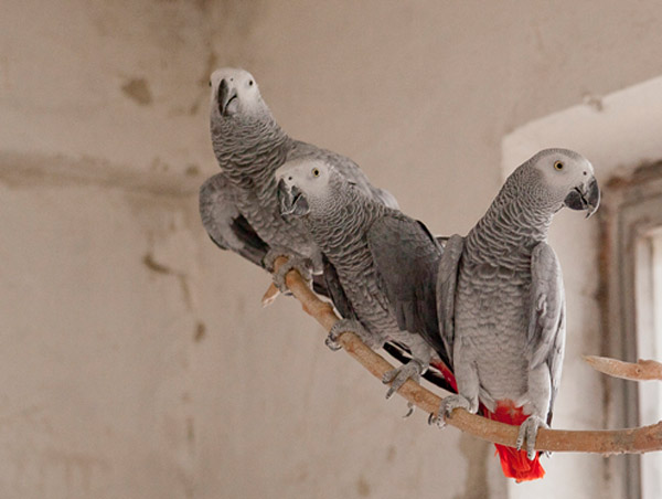 hree of the confiscated Grey Parrots at the Sofia Zoo, Bulgaria before their departure. Photo by: © Stefan Avramov.