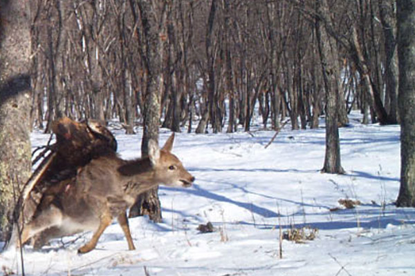 Golden eagle launches itself onto deer in Lazovskii State Nature Reserve. Photo by: Linda Kerley.