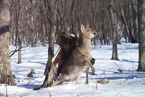 Deer appears to struggle to free itself. Photo by: Linda Kerley.