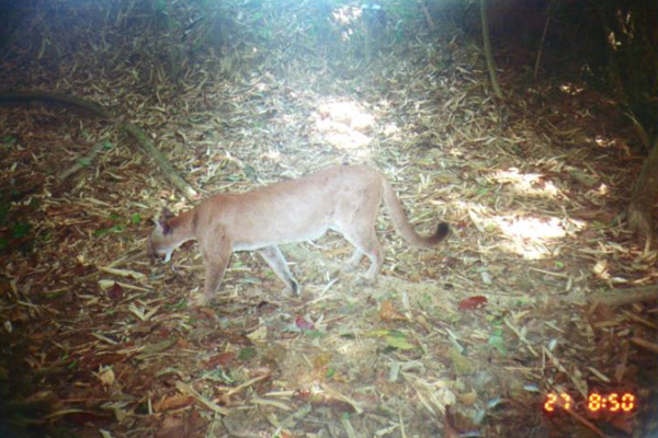 Puma on camera trap in Honduras. Photo by: Franklin E. Castañeda.