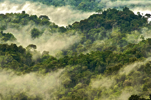 https://s3.amazonaws.com/mongabay-images/13/1204.Forest-canopy%2C-Nyungwe%2C-Rwanda.600.jpg