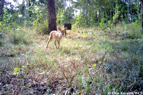 Four-horned antelope calf. Photo by: Ullas Karanth/WCS.