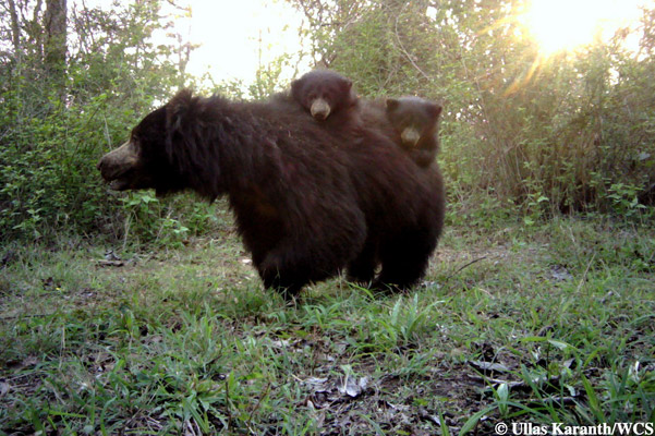 Sloth bear with cubs. Photo by: Ullas Karanth/WCS.