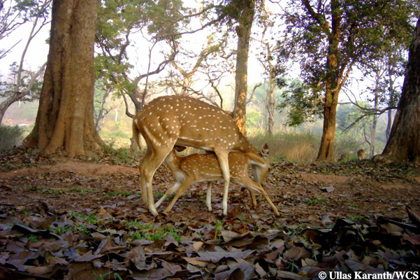 Chital mom and fawn. Photo by: Ullas Karanth/WCS.