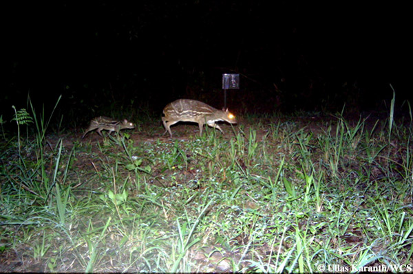 Mousedeer and fawn. Photo by: Ullas Karanth/WCS.