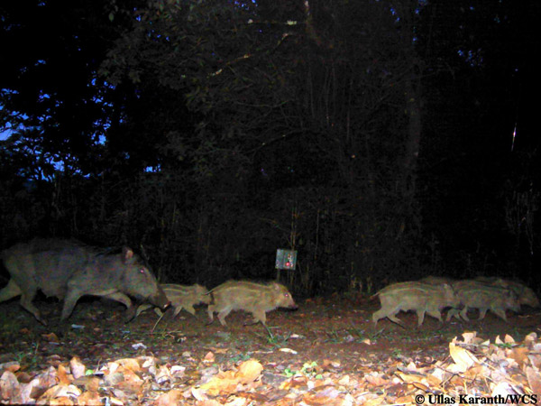 Large pig family. Photo by: Ullas Karanth/WCS.