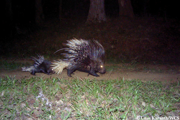 Porcupine family. Photo by: Ullas Karanth/WCS.