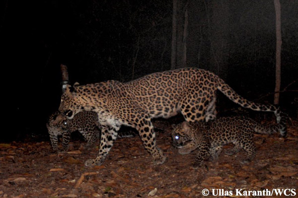 Family of leopards. Photo by: Ullas Karanth/WCS.