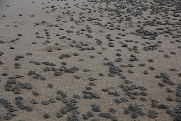 Photos: mass turtle hatching produces over 200,000 babies 0211.2. IMG 5952 %28small%29.600